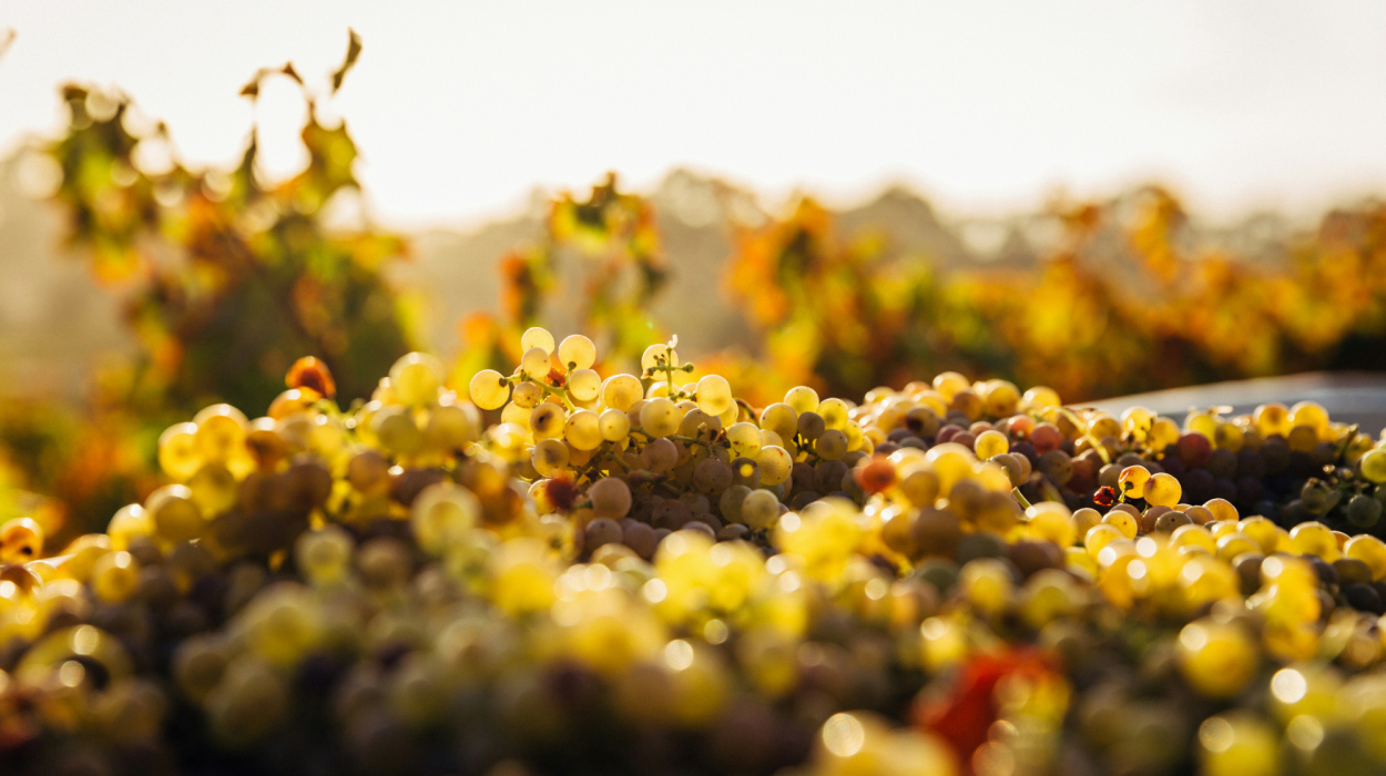 découvrez une sélection de vins blancs de qualité pour une dégustation rafraîchissante et délicate.
