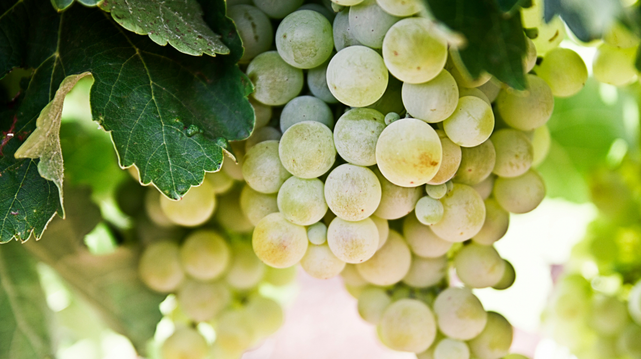 découvrez une sélection de vins blancs de qualité provenant des meilleurs vignobles, parfaits pour accompagner vos repas et célébrations.