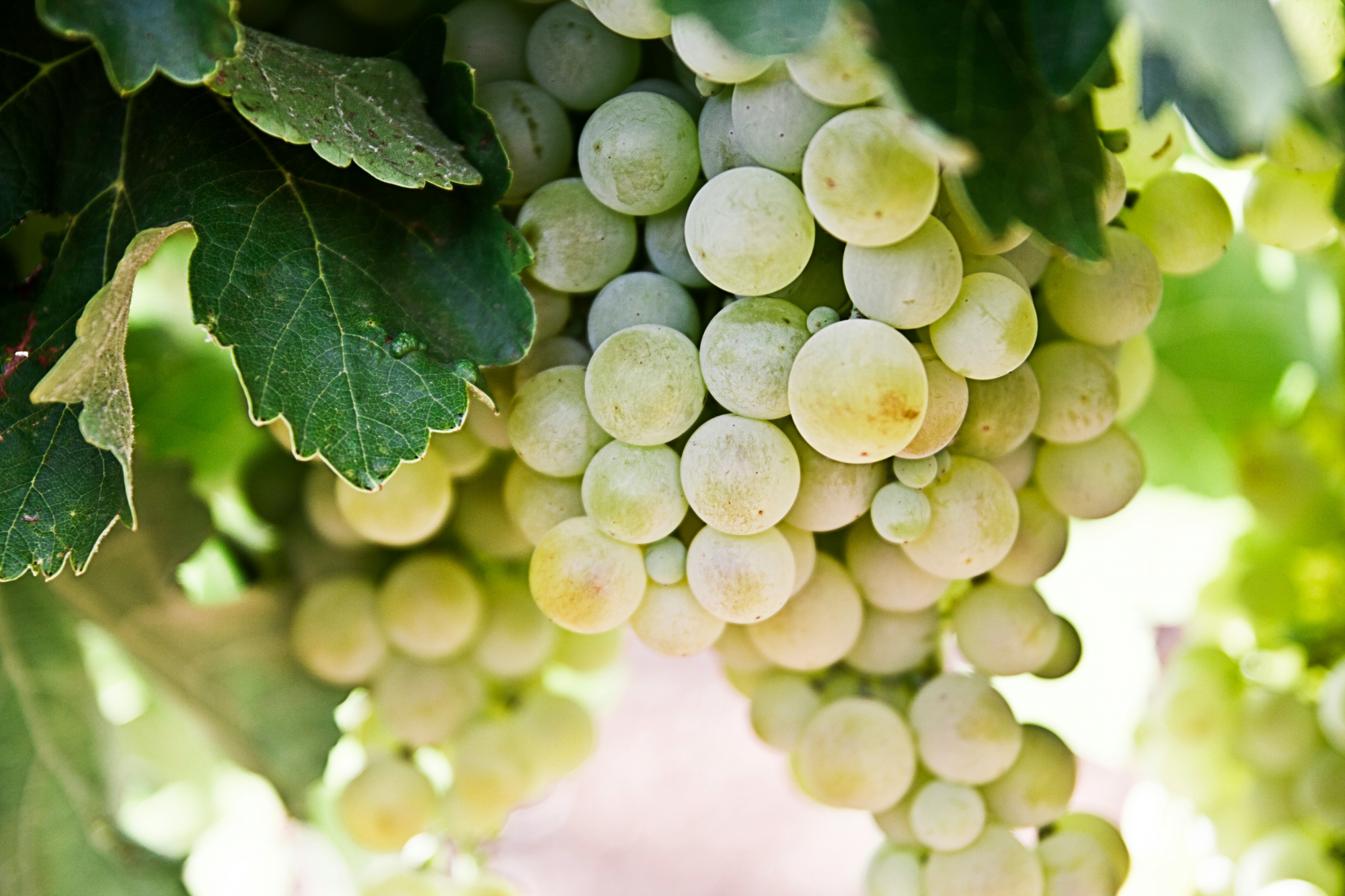 découvrez une sélection de vins blancs de qualité provenant des meilleurs vignobles, parfaits pour accompagner vos repas et célébrations.
