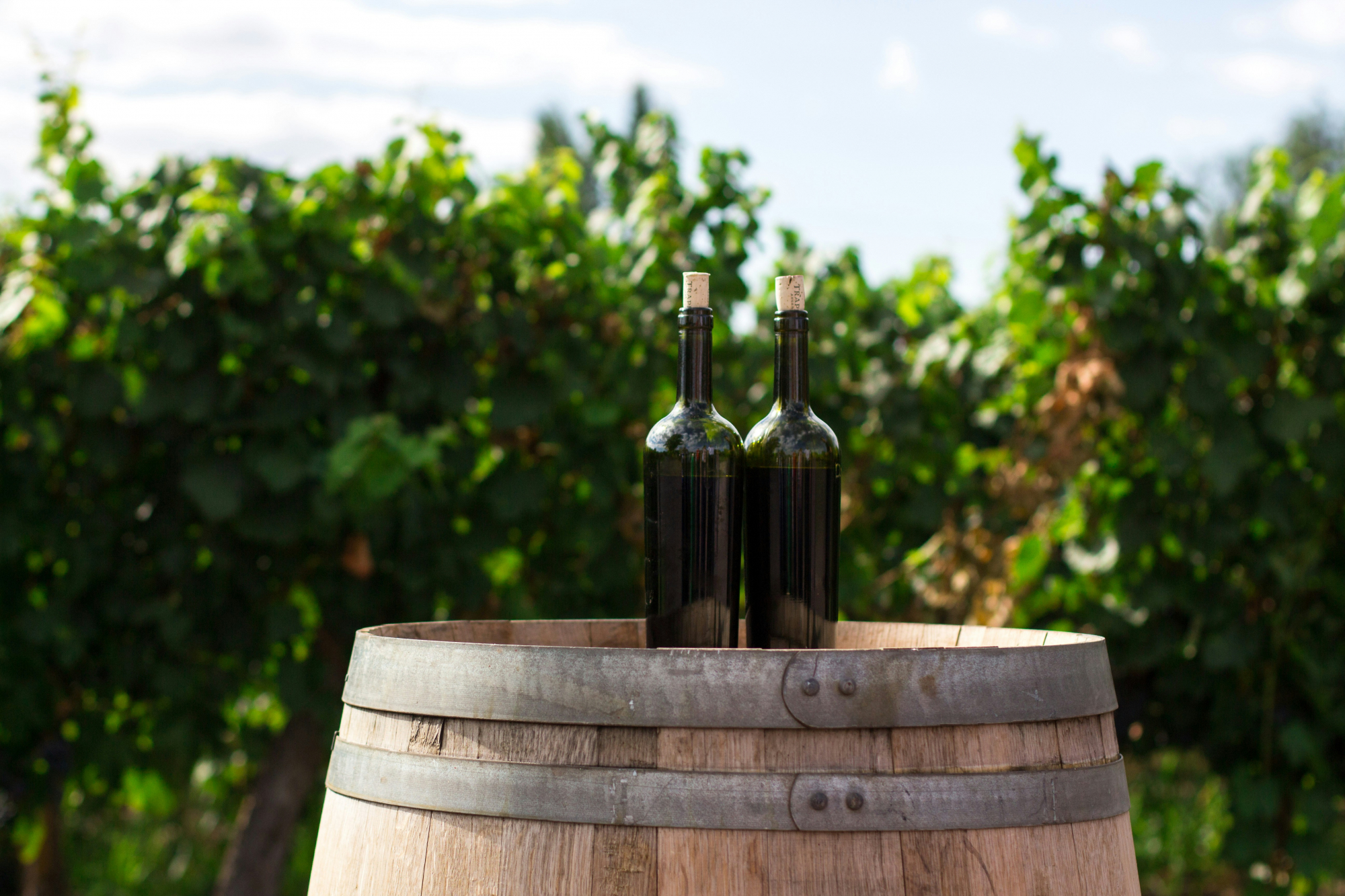 découvrez une sélection de vins fins et de délicieuses bouteilles à déguster avec wine, votre destination œnologique en ligne.
