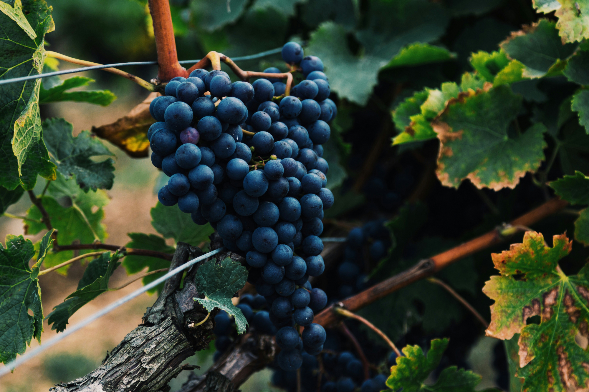 découvrez les délicieux vins rosés de l'ardèche, entre douceur et caractère, pour des instants de dégustation inoubliables.
