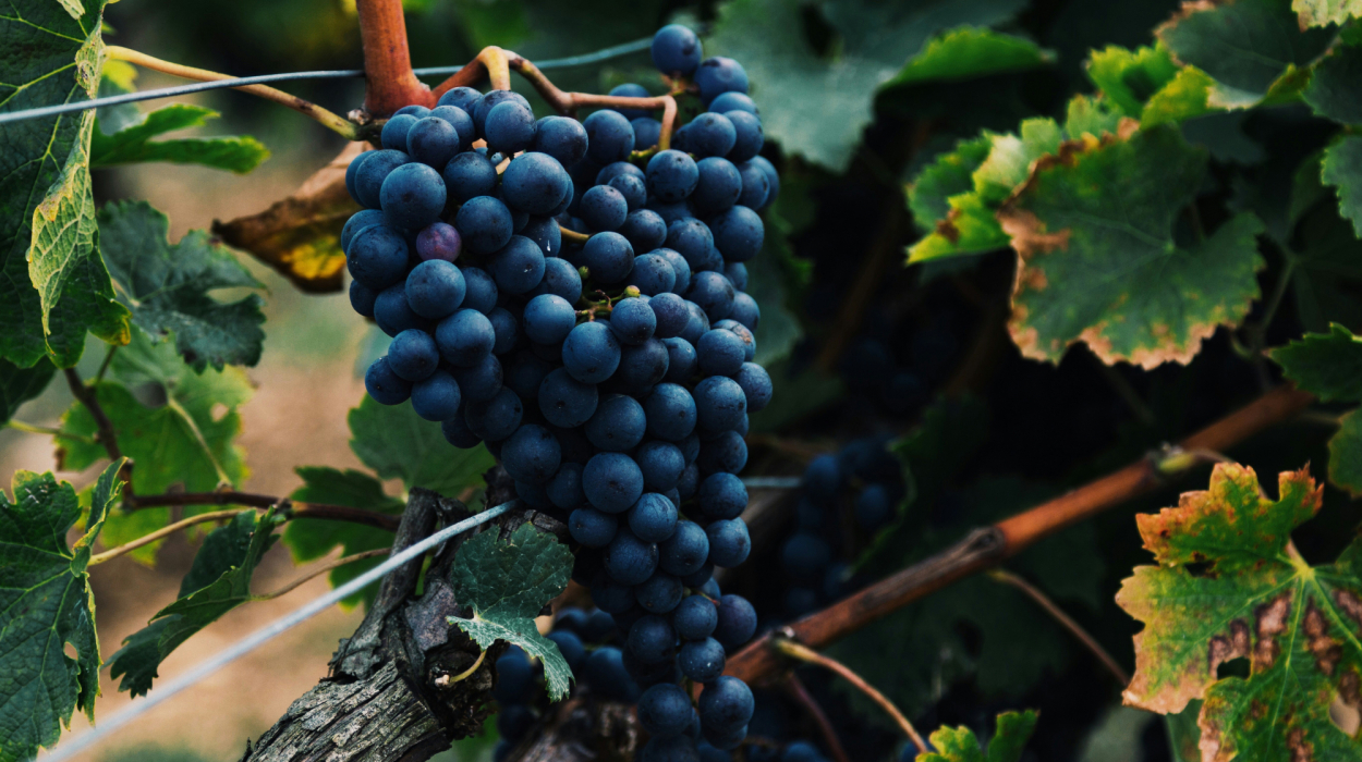 découvrez une sélection de vins raffinés et savourez des expériences uniques avec notre collection de vins de qualité supérieure.