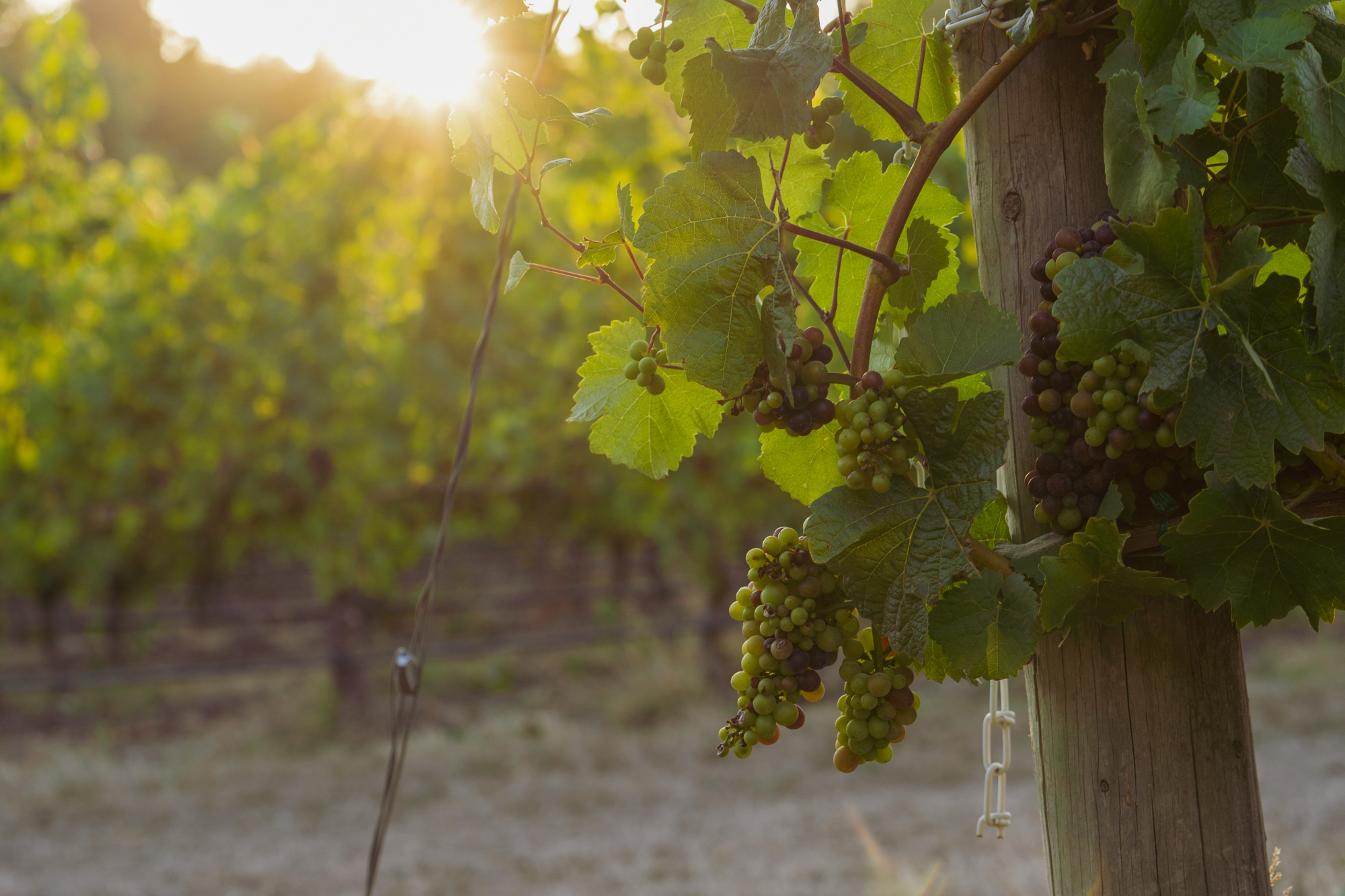 découvrez l'univers de la viticulture, l'art de cultiver la vigne et de produire du vin, à travers ses techniques, son histoire et ses traditions.